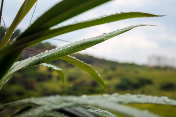 dew on the grass