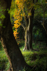 京都　伏見稲荷　森の木　紅葉　