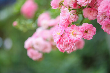 Beautiful pink roses flower in the garden
