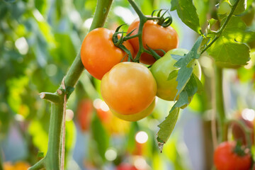 Fresh red ripe tomatoes hanging on the vine plant growing in organic garden