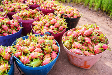 Dragon fruit on basket - harvest ripe on the dragon fruit garden tree the product agriculture for sale in the market on mountain in Thailand Asian , pitaya or pitahaya
