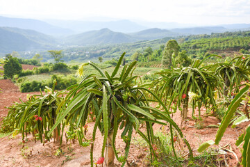Dragon fruit on tree plant - ripe dragon fruit garden the product agriculture waiting for harvest...