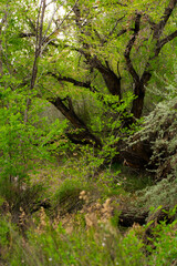 Nature Scene