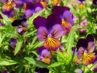 colorful flowers background