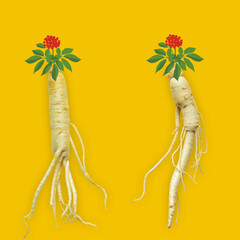 한국의 건강 약재 인삼 뿌리와 잎