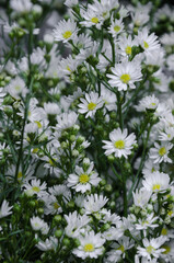 Blurry Background of White Flowers.