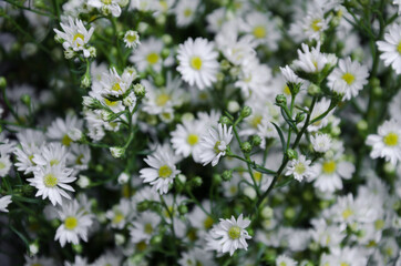 Blurry Background of White Flowers.