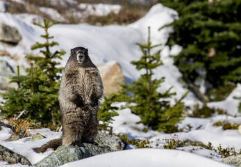 marmot in the snow 