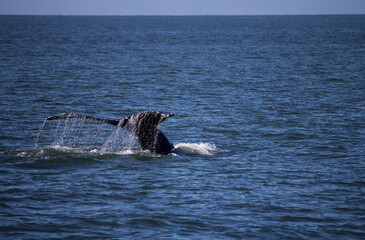 Obraz premium A whale in the ocean 