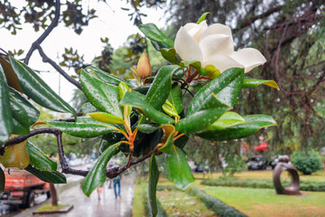 Magnolia leaves on a branch with white flower in the rain