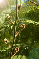 close up of fern leaves for background