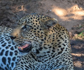Portrait leopard from side view