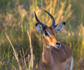 Portrait of an Impala antelope in the savannah, South africa