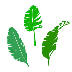 Palm leaves as a design elements. Green and black silhouette on white background. Hand drawn ink style. Tattoo and logo inspiration. Vector image isolated.