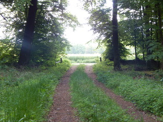 path in the woods