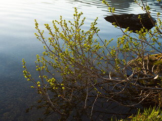 Branches above the water of a forest lake. Summer evening light
