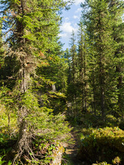 Fototapeta premium Thicket. Cedars and firs in coniferous forests. Summer sunny day