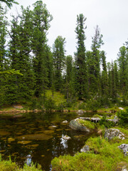 Fototapeta na wymiar Taiga pond in the wild coniferous forest. Thicket on a cloudy day