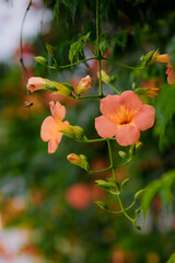 A bee with Campsis grandiflora