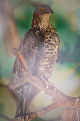 The common buzzard Buteo buteo bird of prey sits on branch in the aviary