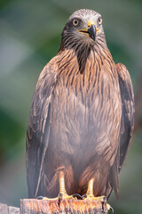 Steppe Eagle proudly sits on a branch. Aquila nipalensis