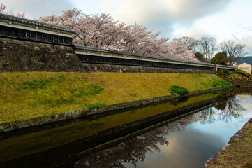 城の堀に映り込む桜