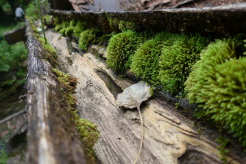 丸い緑色の苔の生えた木製の水路
