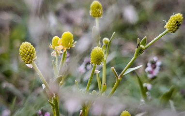 yellow flowers