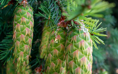 Pine cones hang on a Douglas fir tree, new growth in clusters, light green and pink patterns, pine needles, fir branches and close ups on the cones. 