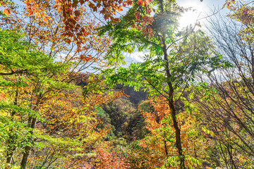 【宮城県 鳴子峡】見頃時期の紅葉