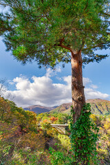 【宮城県 鳴子峡】見頃時期の紅葉