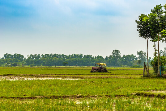 Green Paddy Rice Field in Rural India overlooking a Tractor running on . Selective Focus is used.
