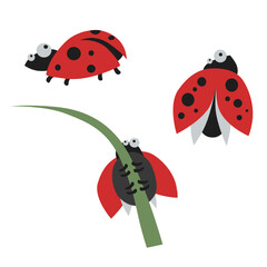 Ladybird vector set. Isolated, white background