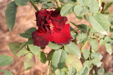 red rose in the garden