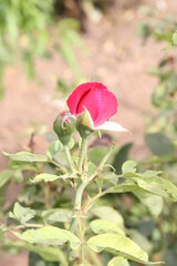 red rose on a green background