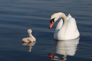 Obraz premium 白鳥