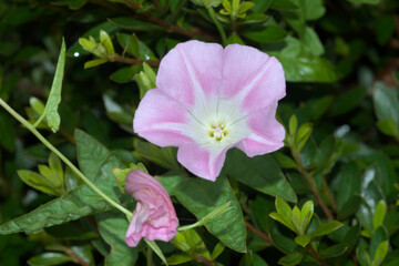 朝顔が咲いた