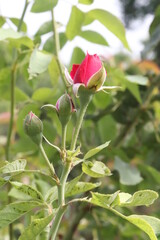 Obraz na płótnie Canvas red rose on a green background