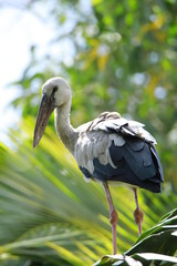 Asian openbill