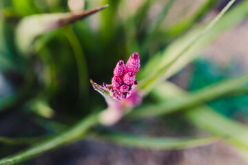 native Australian kangaroo paw plant outdoor in a sunny backyard