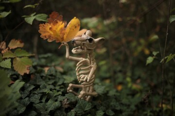  Halloween  holiday symbol. rat Skeleton with autumn maple  leaves in its paw  in green ivy on a dark autumn forest background. autumn holiday. Holidays in October.Fall season.Autumn time