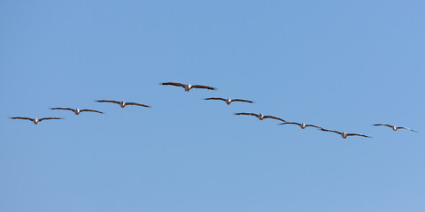 Large group of Pelicans Flying in formation against a clear blue sky.
