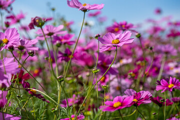 Colorful Cosmos Flower Garden Blooming in 
Autumn Season