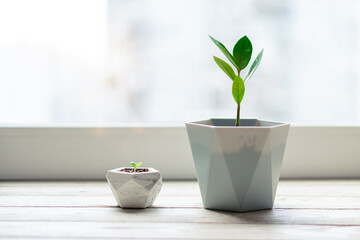 Sprout of a large and small Zamioculcas home plant in pot stands on a windowsill at home. Home...