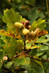 Autumn oak branch with acorns