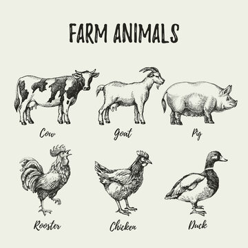 Hand drawn sketch farm animals set. Vector vintage illustration