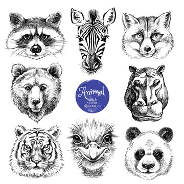 Bear Face Drawing Images – Browse 107,940 Stock Photos, Vectors, and Video  | Adobe Stock