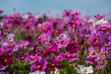 Obraz premium Colorful Cosmos Flower Garden Blooming in Autumn Season