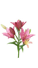 bouquet of pink lilies
