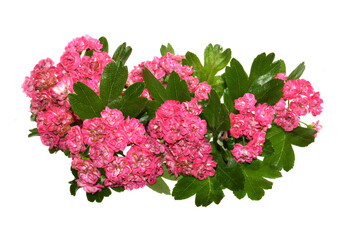 red flowers isolated on white background